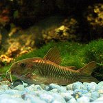 Kékpajzsos páncélosharcsa (Corydoras aeneus)