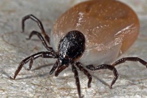 Kullancsűző: Lyme-kór és a babesia