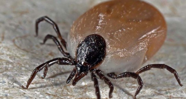 Kullancsűző: Lyme-kór és a babesia