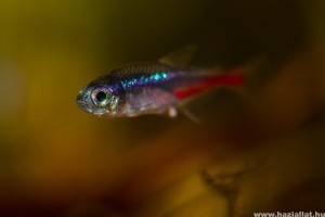 Neonhal: az akvárium hálás lakója