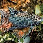 A paradicsomhal (Macropodus opercularis)