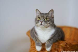 Túlsúlyos a cicád? Tippek macska diétához