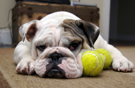 To Love Till Craziness Angol Bulldog Kennel