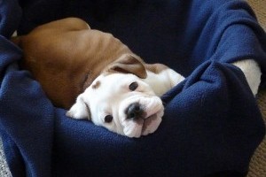 Az angol bulldog testfelépítése