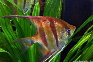 Vitorláshal (Pterophyllum scalare), az Amazonas királynője