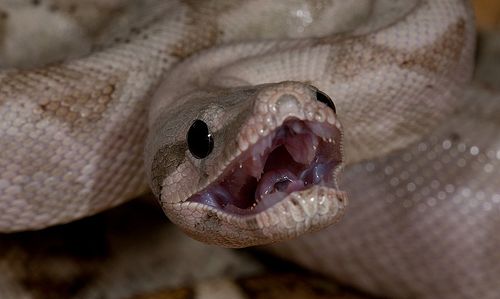 Boa, a rettegett óriáskígyó (Boa constrictor)
