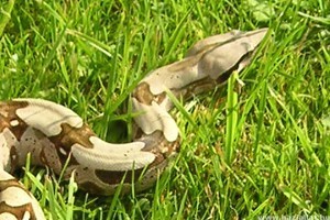 Boa, a rettegett óriáskígyó (Boa constrictor)