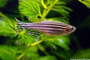 Békés, könnyen gondozható hal a zebradánió