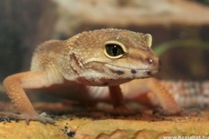 Hüllőbetegségek A-Z-ig