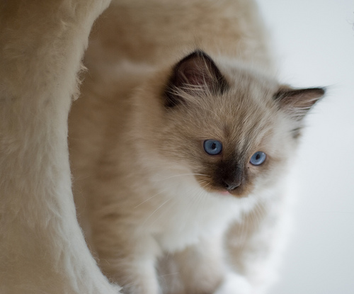 Ragdoll macska, alias rongybaba