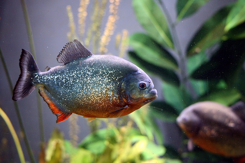 Piranha - a hal, amely kezet fog