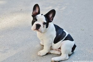 Francia bulldog: tényleg agresszívvá válhat?