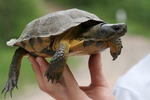 Hogyan bánjunk az idős hüllővel?
