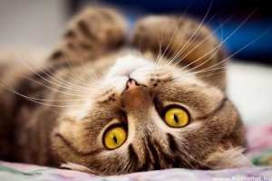 A macskák rettegett FeLV-, FIV- és FIP-fertőzése