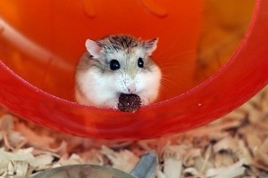 Roborovski törpehörcsög ihlette a Macskafogó szerzőit?