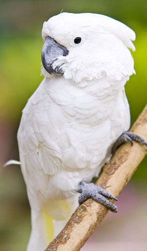 A fehérbóbitás kakadu (Cacatua alba)