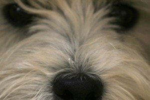 Westie mindig eléri a célját