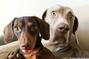 Terrier, vadászkutya, öleb? - Milyen szempontok alapján választunk?