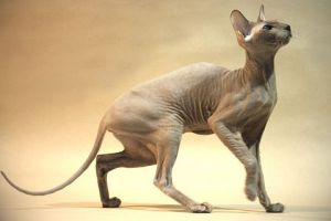 Peterbald, az orosz kopasz macska