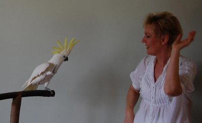 Snowball, a híres kakadu