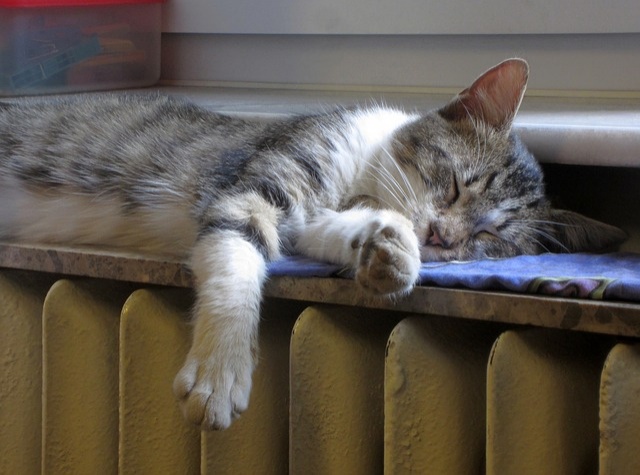 cat-1760731_640