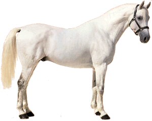 Shagya-Arab, az ideális hobbiló
