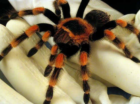 Mexikói vöröstérdű tarantula (Brachypelma smithi)