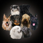Berger de Beauce (Beauceron, Bas Rouges)