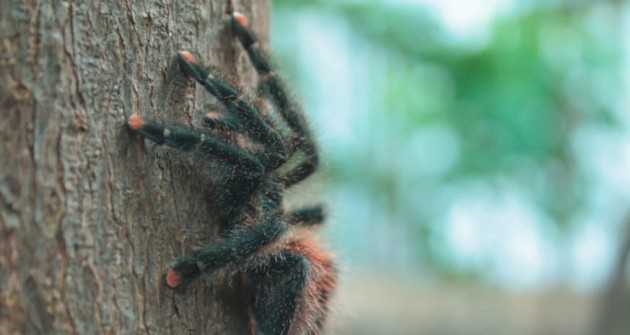 Amerikai rózsaszín-lábujjú madárpók (Avicularia metallica)