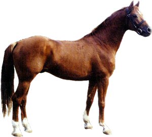 A Kisbéri - Félvér