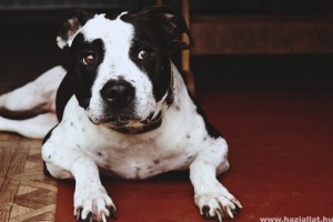 Amerikai staffordshire terrier: intelligens, odaadó, elszánt és erős