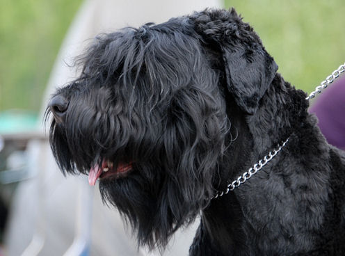 Orosz fekete terrier, élénk és jó házőrző