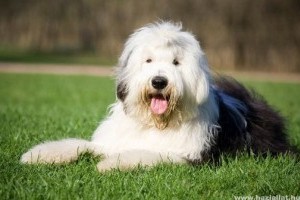 Bobtail, Óangol juhászkutya