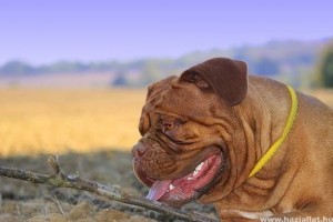 Bullmasztiff, a gyerekbarát kutya