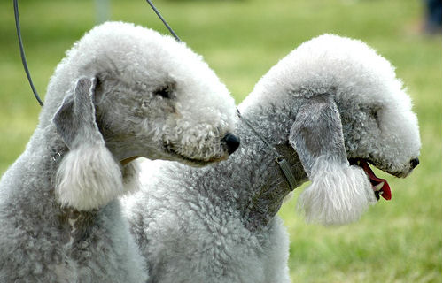 Bedlington terrier, gyors és energikus kutyafajta