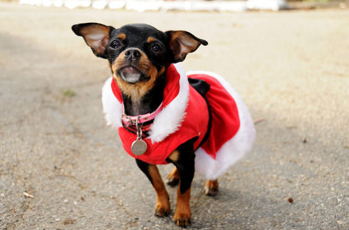 Csivava (Chihuahua), az életvidám kutya