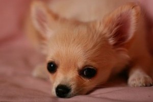 Csivava (Chihuahua), az életvidám kutya