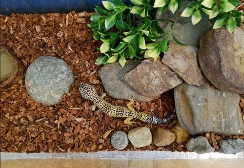 gekko_terrarium