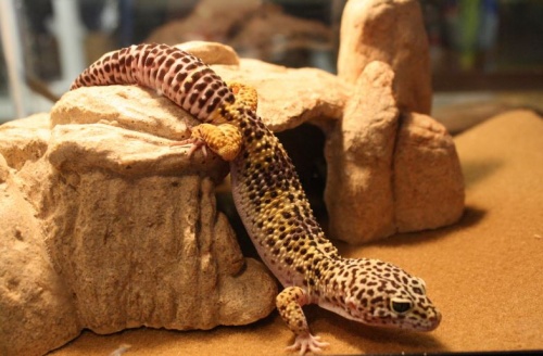 leopard_gekko1