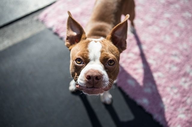 boston_terrier_kolyok