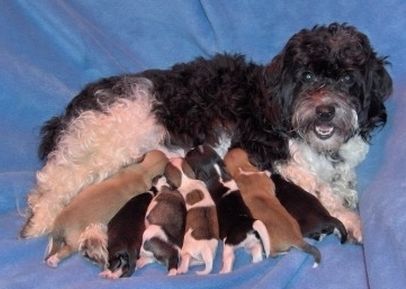 Löwchen, avagy petit chien lion, a kis oroszlánkutya