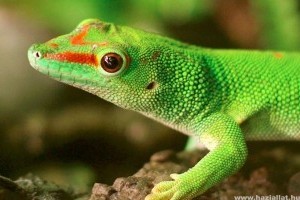Madagaszkári nappali gekkók: ha durva vagy velük, kiugranak a bőrükből