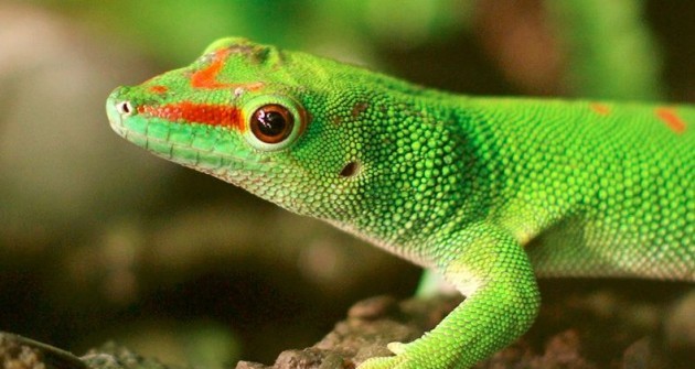 Madagaszkári nappali gekkók: ha durva vagy velük, kiugranak a bőrükből