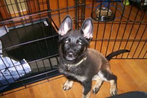 Miért és mire jó a szoba - kennel? - a kutyánk beszoktatása