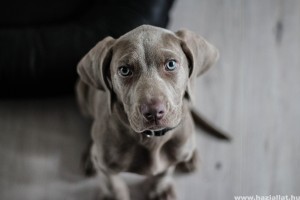 Weimari vizsla, a kutyakiállítások sztárja