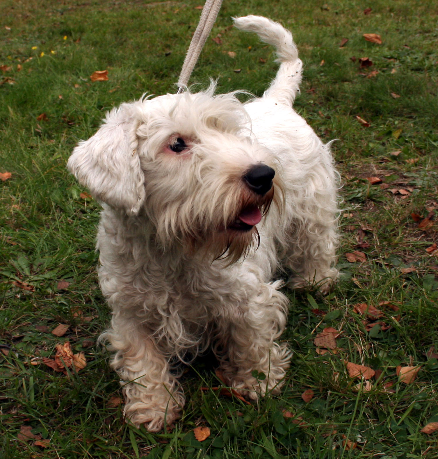Sealyham terrier