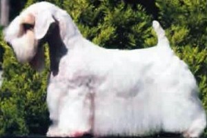Sealyham terrier