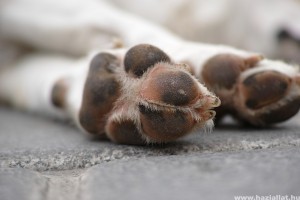 Kutyacipő: milyen típusút válasszunk, mikor lehet hasznos?