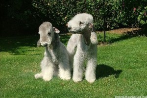 Bedlington terrier, a „báránykutya