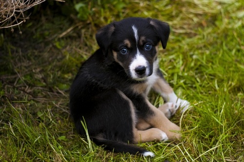 puppy-779287_640